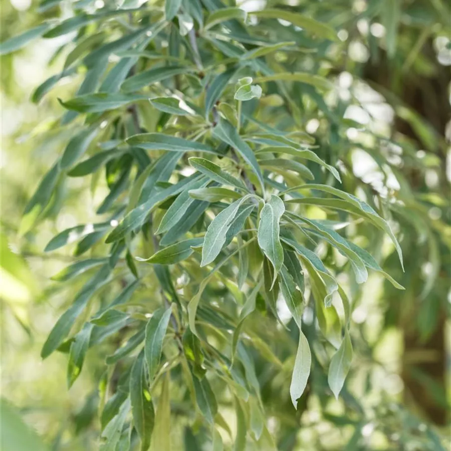 Pyrus salicifolia 'Pendula', Hängende Wildbirne Baumschule Böhlje
