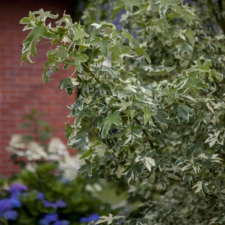 Liquidambar styraciflua 'Variegata', Buntlaubiger Amberbaum