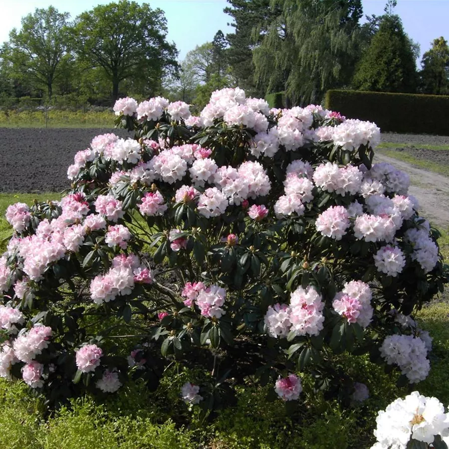 Burea Rhododendron Rhododendron bureavii 'Hazel' - Baumschule Böhlje