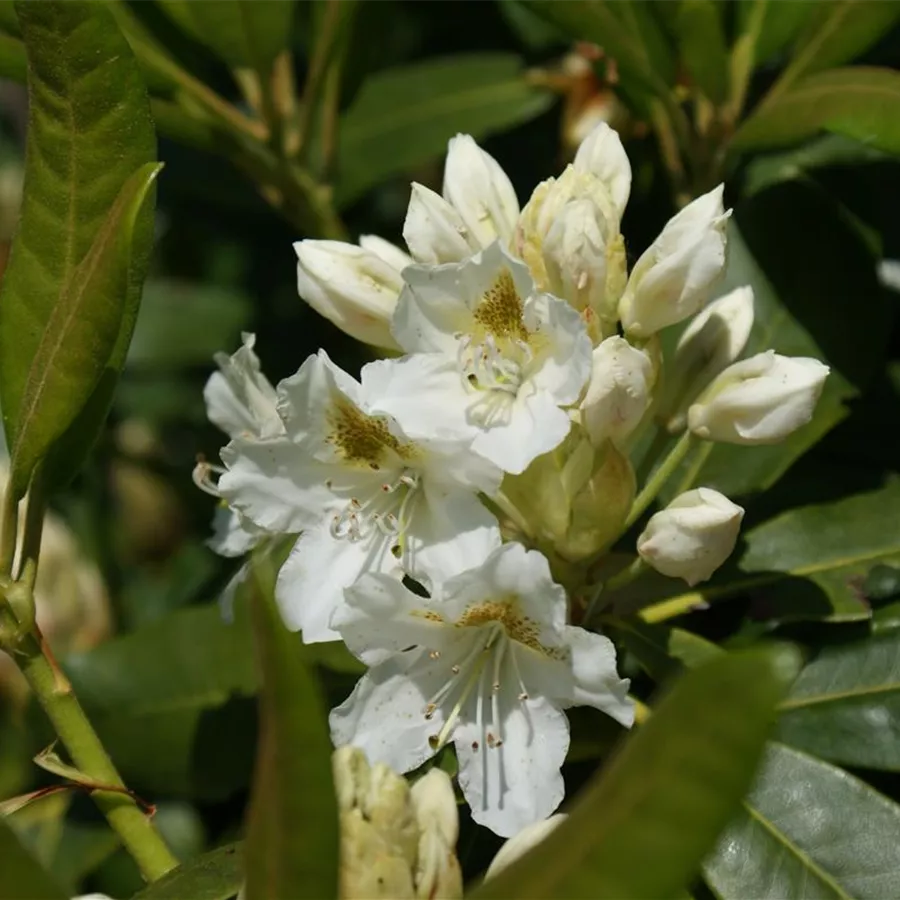 Compact Maximum Rhododendron Rhododendron maximum - Baumschule Böhlje