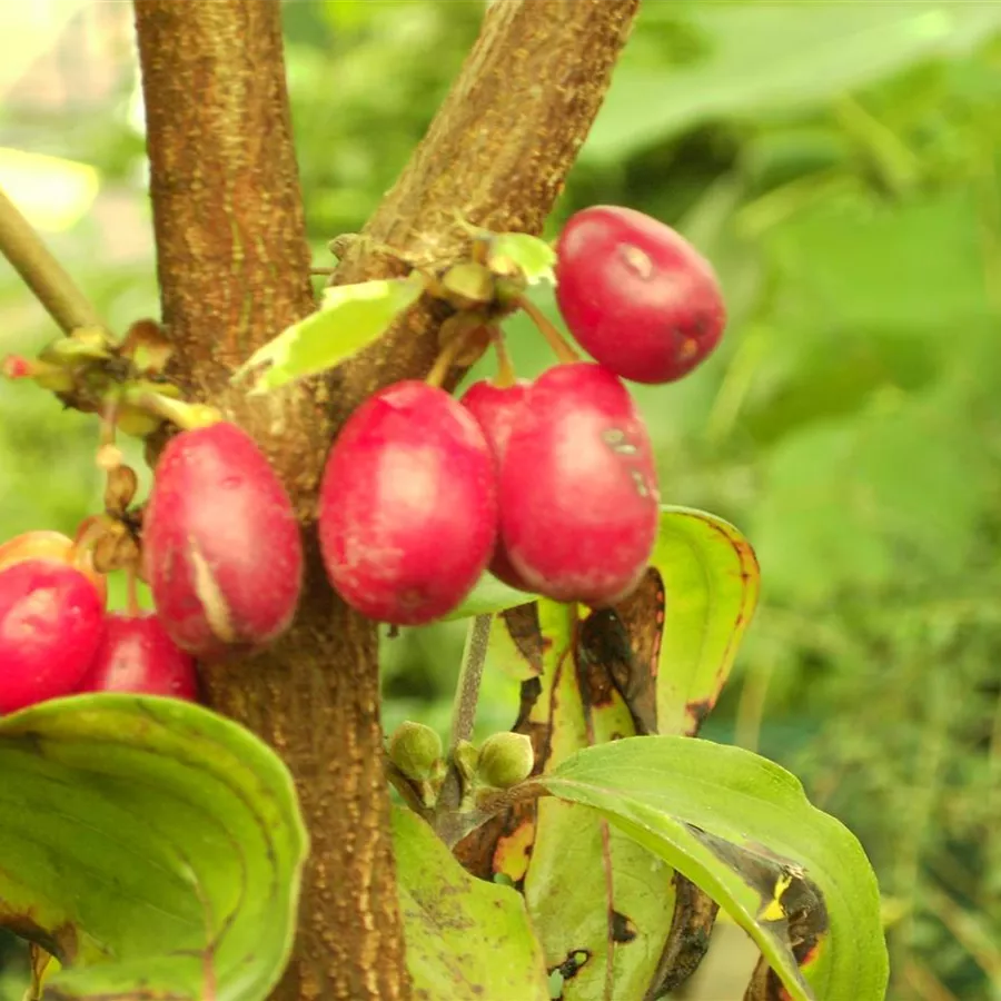 Cornus mas 'Golden Glory', Kornelkirsche 'Golden Glory' - Baumschule Böhlje