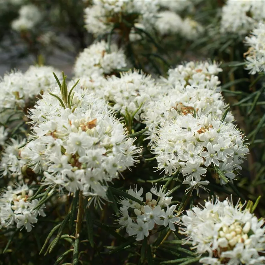 Ledum palustre, Sumpfporst - Baumschule Böhlje
