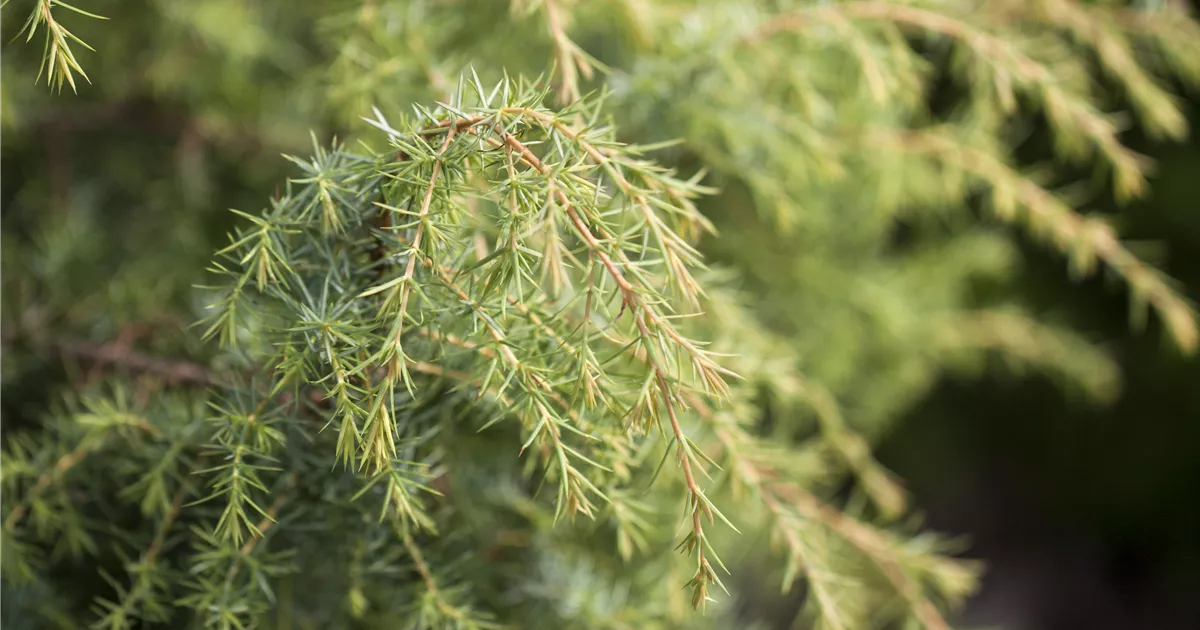 Juniperus com.'Schneverdngr.Goldmachangel', Heidewacholdr.'Schneverdngr