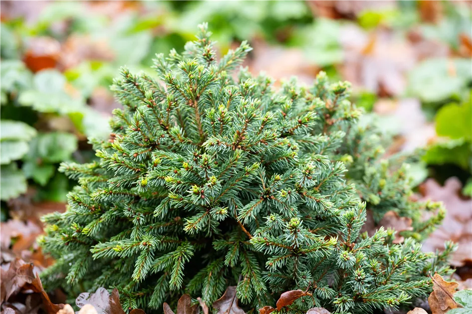 grüne Igelfichte Picea abies Echiniformis 25-30 cm breit im 3 Liter Pflanzcontainer