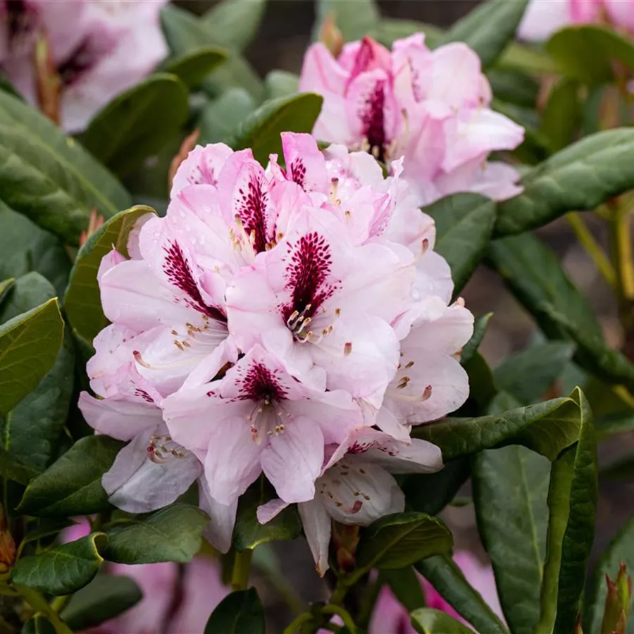 Rhododendron Hybr.'Herbstfreude' III, RhododendronHybride