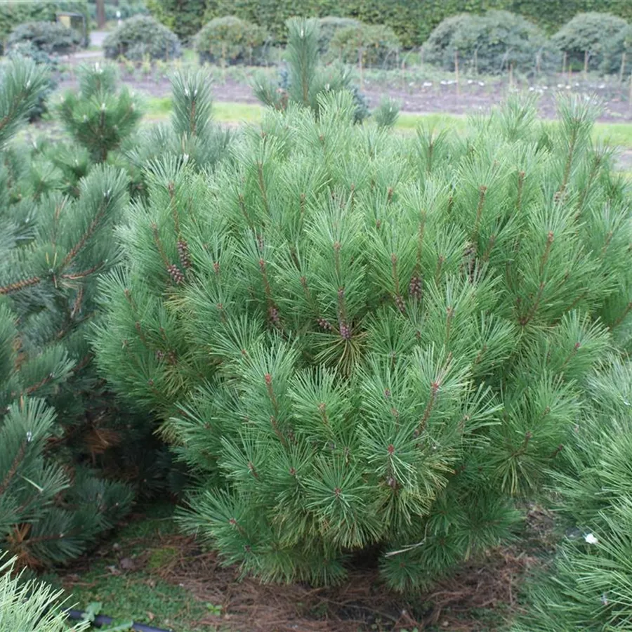 Pinus densiflora 'Globosa', Japan.Strauchkiefer 'Globosa' Baumschule
