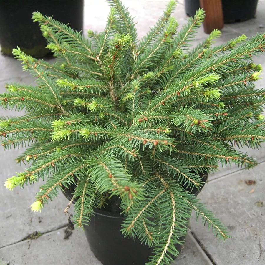 Picea abies 'Nidiformis', Nestfichte 'Nidiformis' Baumschule Böhlje