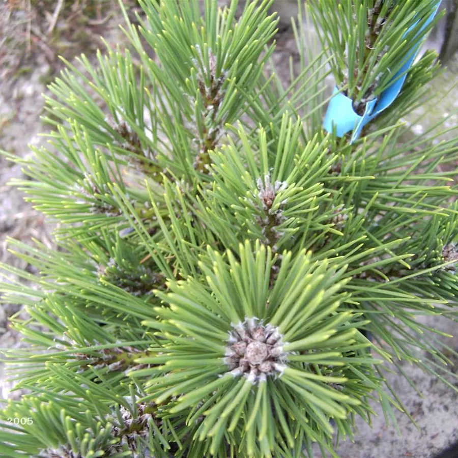 japanische Schwarzkiefer Banshosho Pinus thunbergii Banshosho 