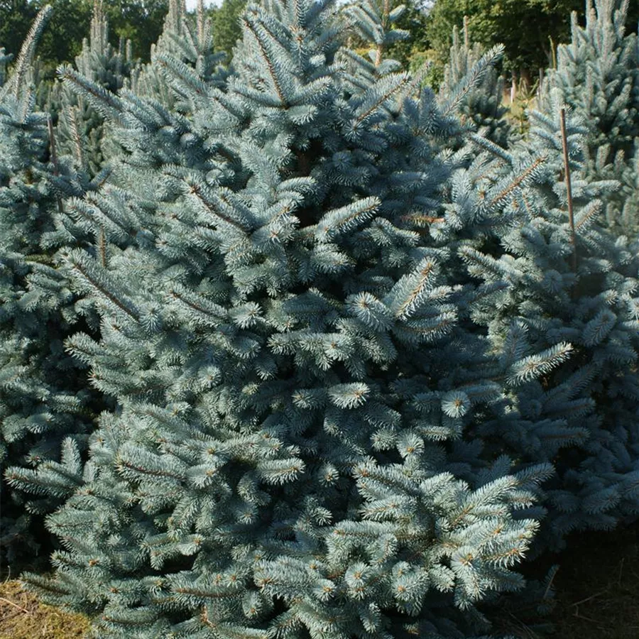 Silberfichte Blaufichte Hoopsii 40-50cm Picea pungens 