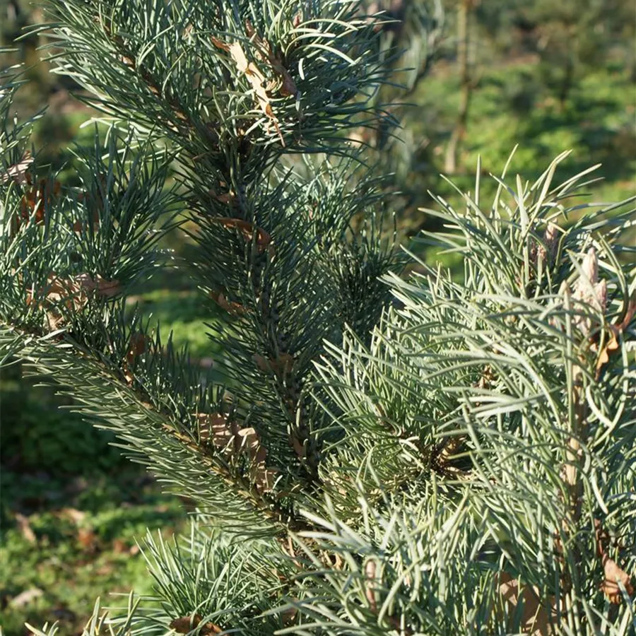 blaue Waldkiefer Kamon Blue Pinus sylvestris Kamon Blue blaue Waldkiefer Kamon Blue Pinus sylvestris Kamon Blue