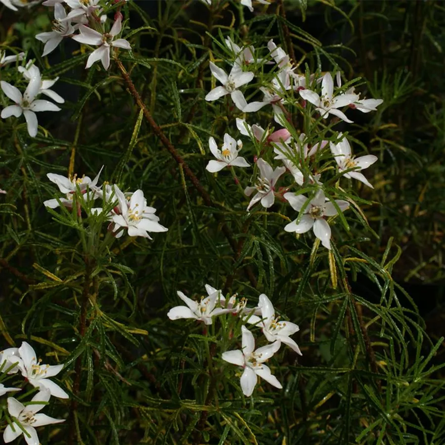 Orangenblume Apple Blossom
