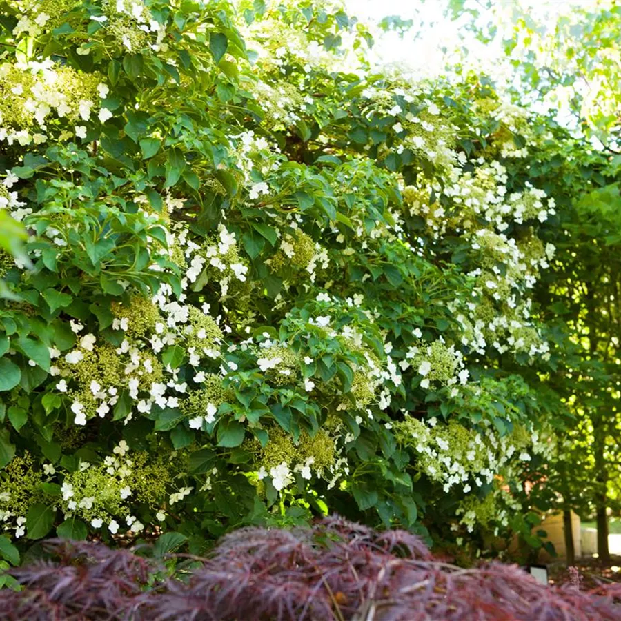 hydrangea-petiolaris-kletterhortensie-baumschule-b-hlje