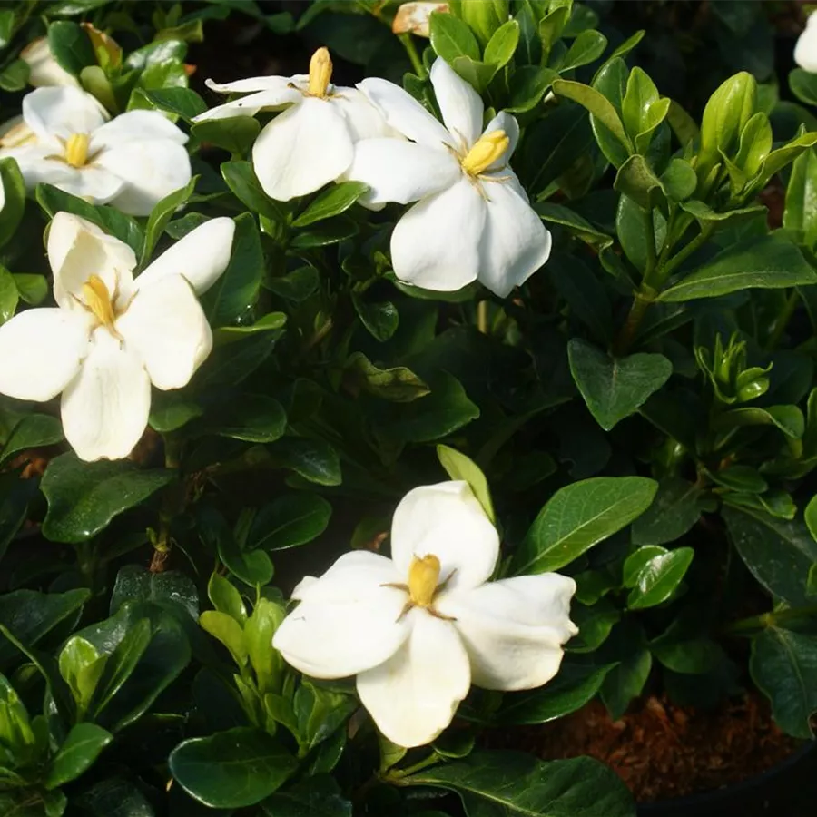 10x Gardenia Thunbergia Gardenie Arbuste Jardin Plantes