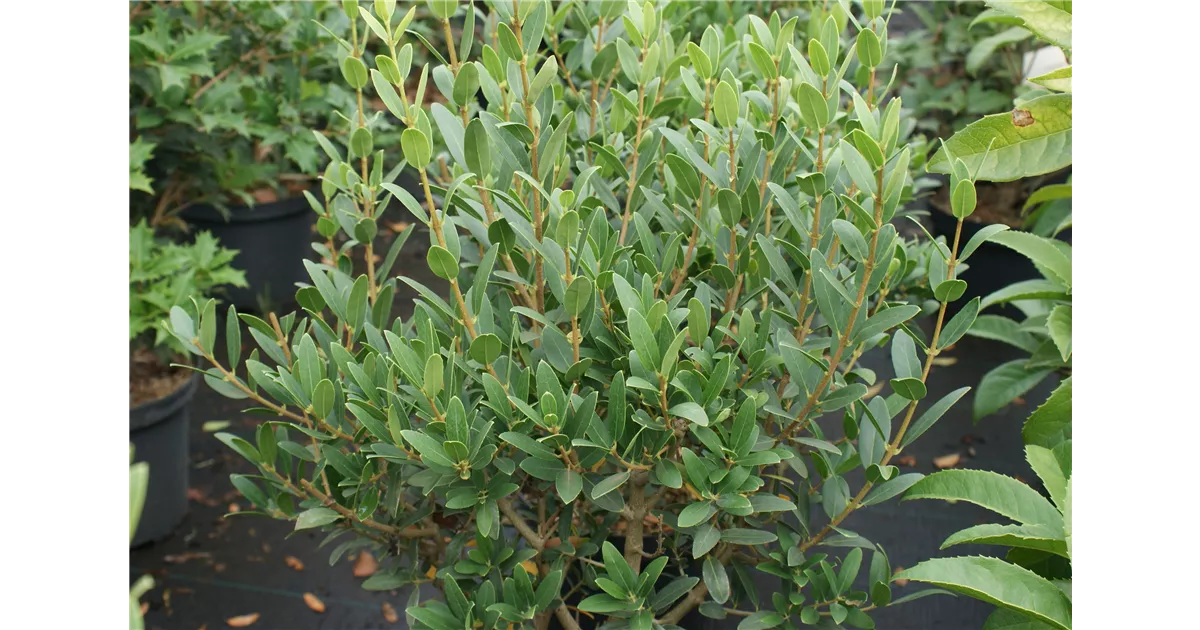 Osmanthus delavayi 'Latifolius', Delavays Duftblüte Baumschule Böhlje
