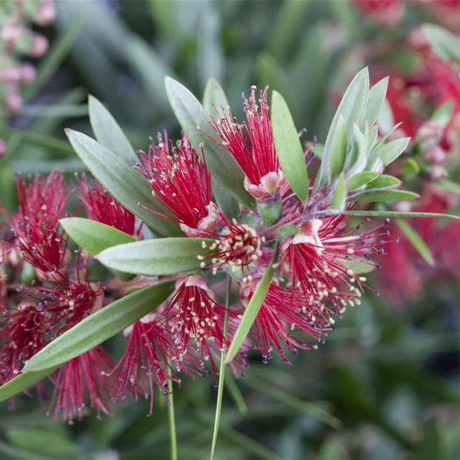 Callistemon citrinus, Zylinderputzer Baumschule Böhlje