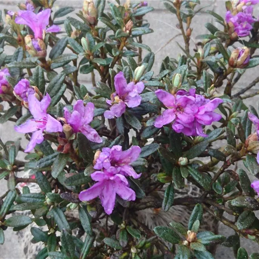 Rhododendron lapponicum 'Frosthexe' Baumschule Böhlje