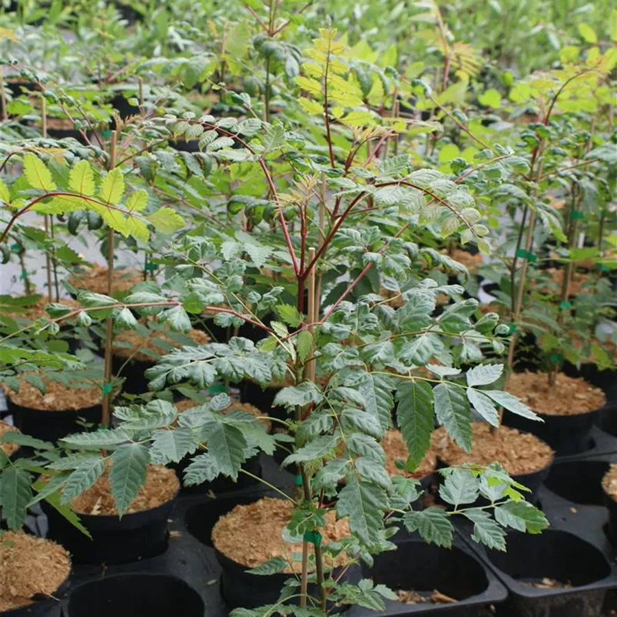 Dipteronia sinensis Baumschule Böhlje