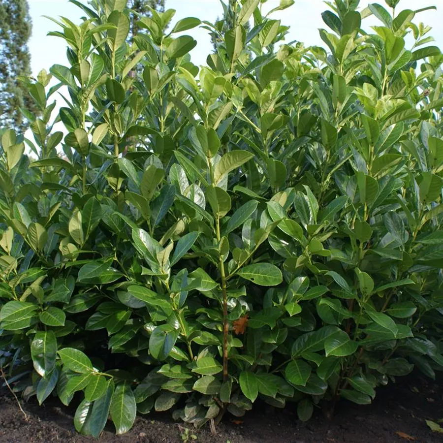 Prunus lauroc.'Rotundifolia', Lorbeerkirsche 'Rotundifolia