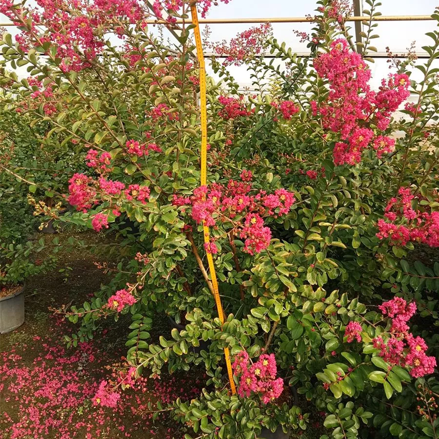 Lagerstroemia Indica Dynamite - Chinesische Kräuselmyrte 30-40cm