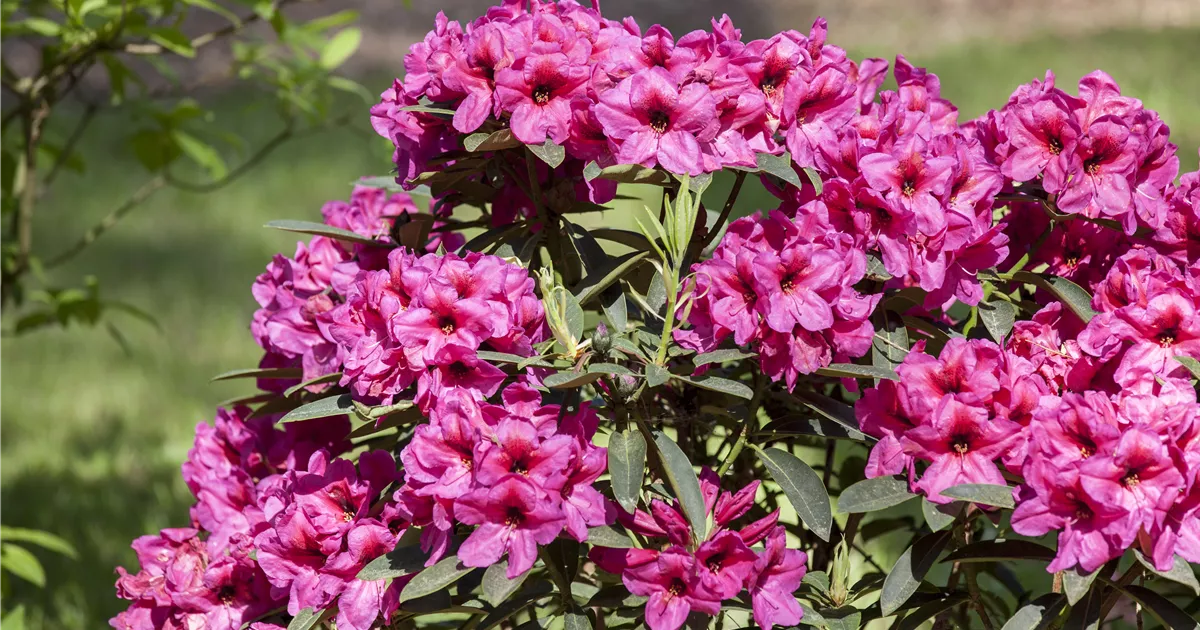Rhododendron Rhododendron Baumschule Böhlje