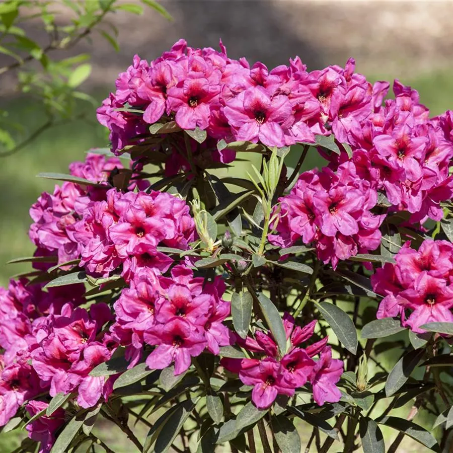 Rhododendron yak. x longesquamatum, Rhododendron Baumschule Böhlje