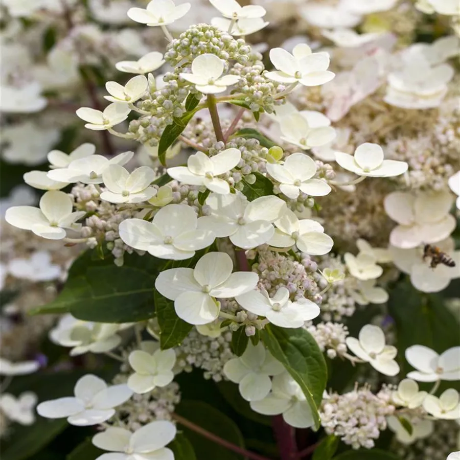 Hydrangea paniculata &lsquo;Dharuma&rsquo;, Rispenhortensie &lsquo;Dharuma&rsquo; - Baumschule