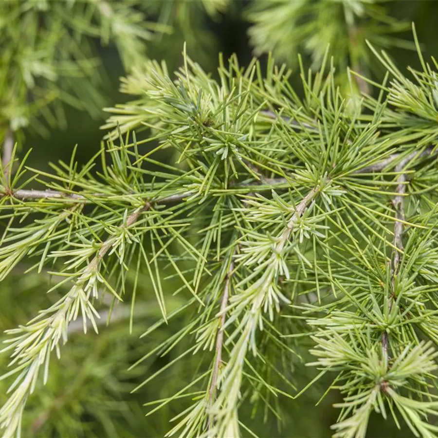 Europäische Lärche Larix decidua 
