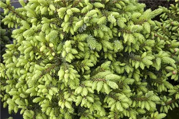 Serbische Fichte Picea omorika 'Pendula Bruns' 70-80 cm Co oder Ballen 