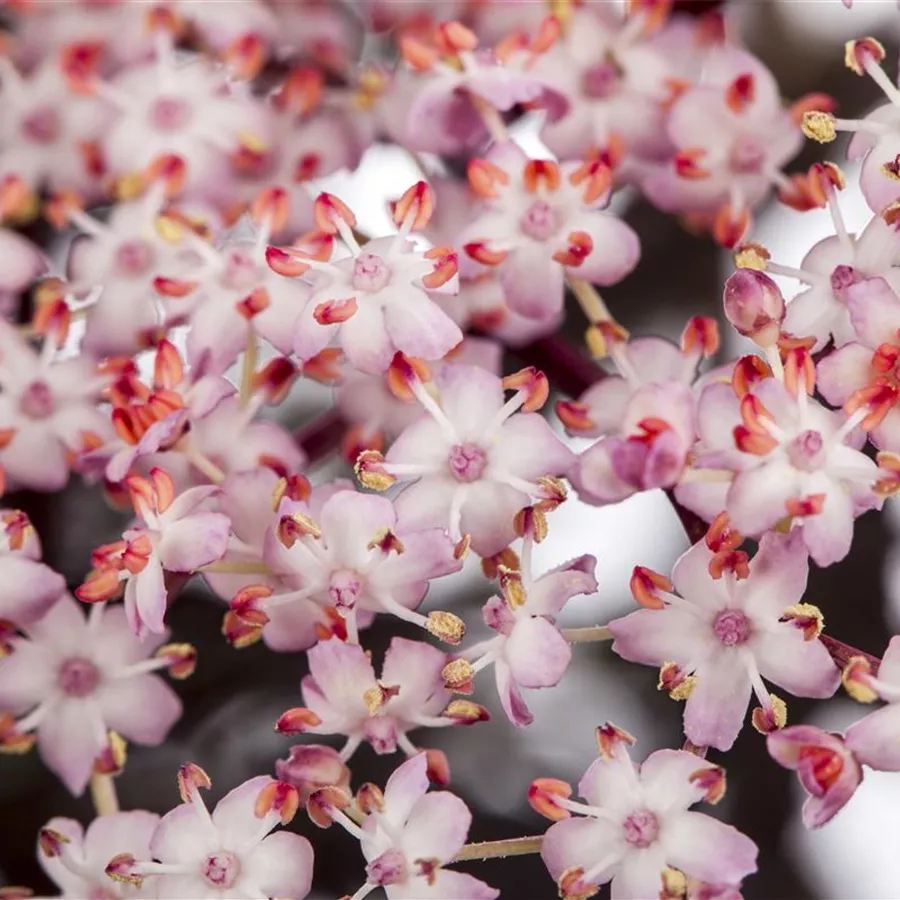 Holunder Sambucus Nigra Thundercloud