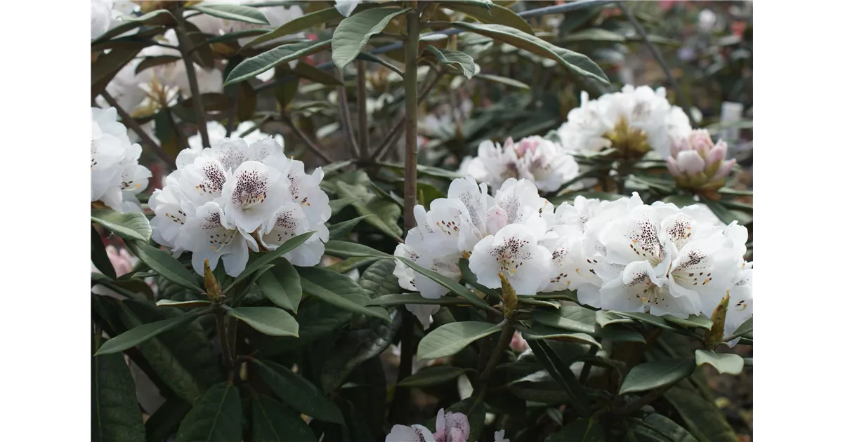 Rhododendron Cunningham' III, RhododendronHybride