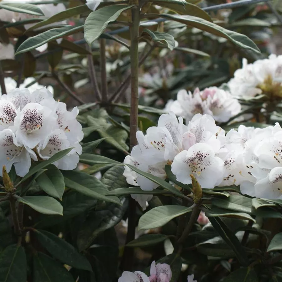 Rhododendron Cunningham' III, RhododendronHybride