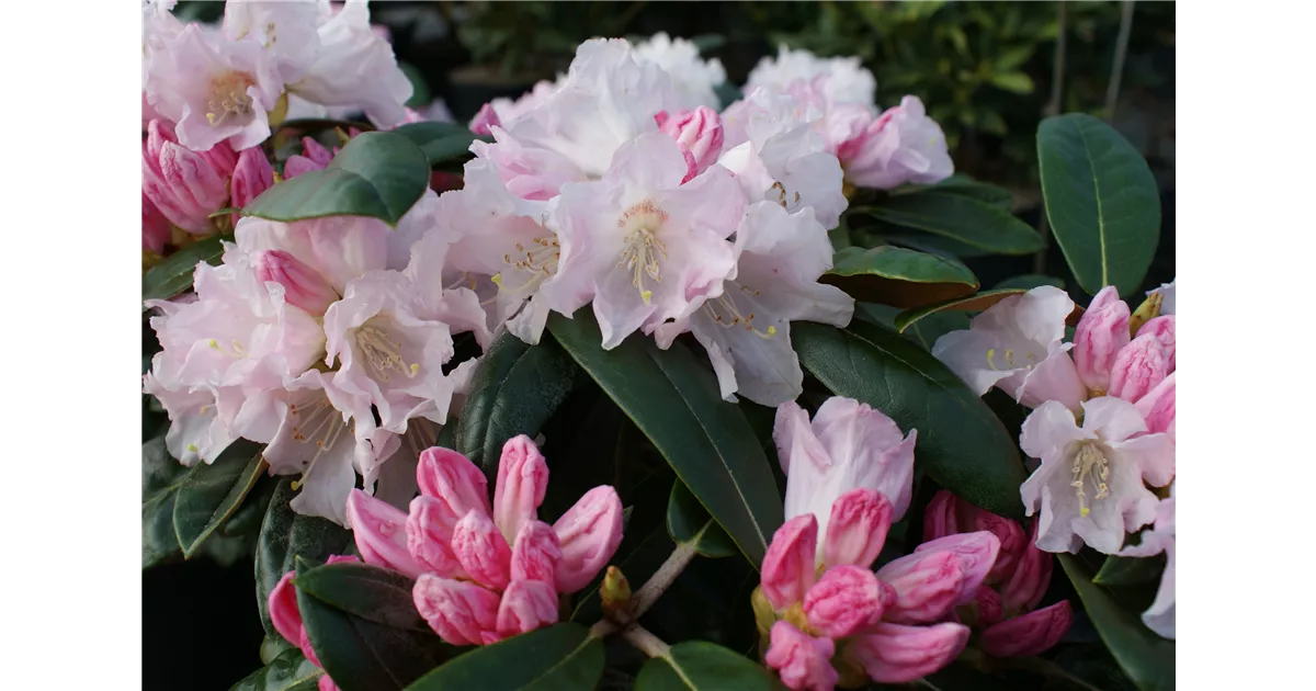 Burea Rhododendron Rhododendron bureavii 'Teddy Bear' - Baumschule Böhlje