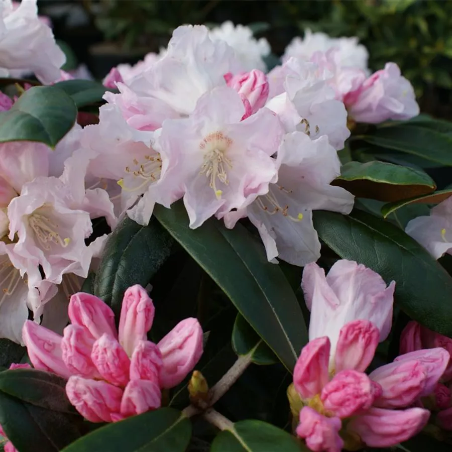 Burea Rhododendron Rhododendron bureavii 'Teddy Bear' - Baumschule Böhlje