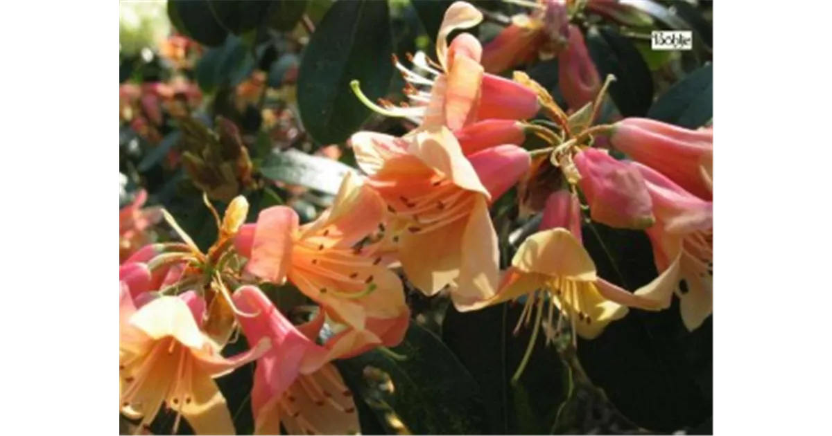 Rhododendron cinnabarinum, Rhododendron - Baumschule Böhlje