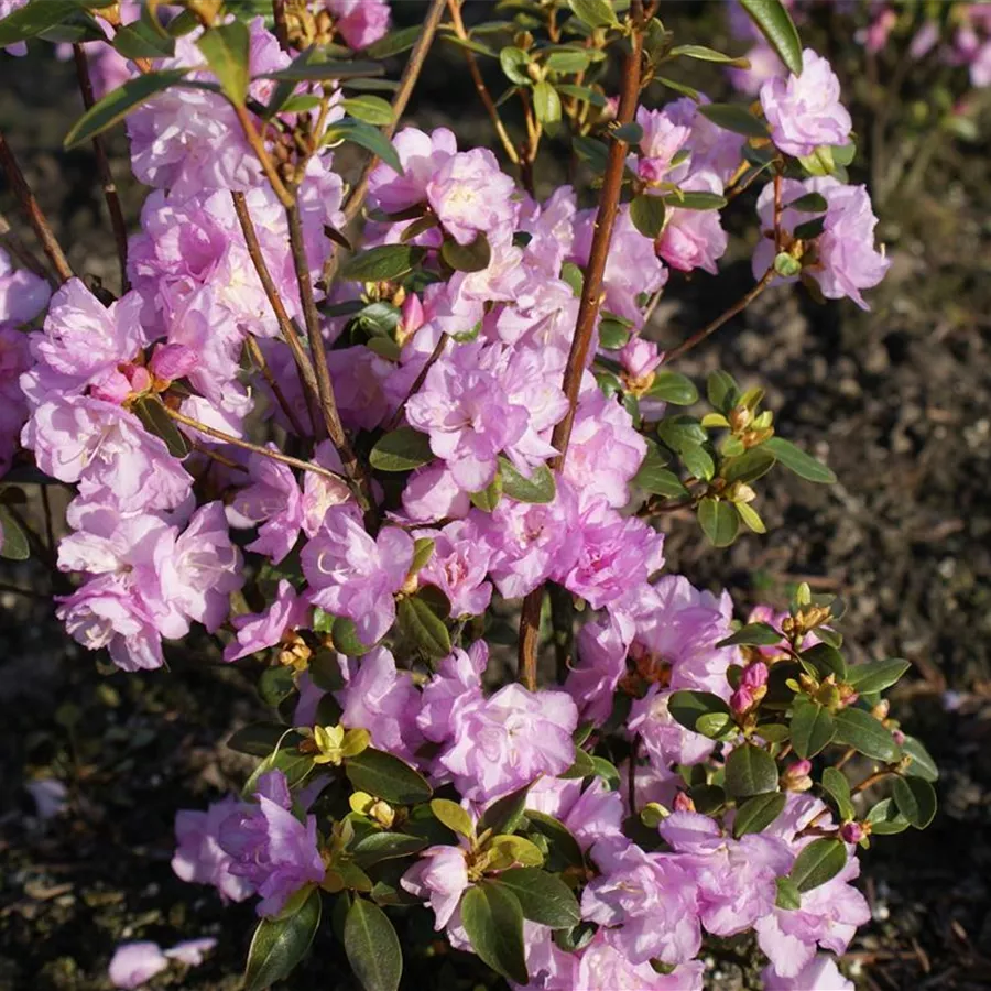 Rhododendron dauric.'April Reign' - Baumschule Böhlje