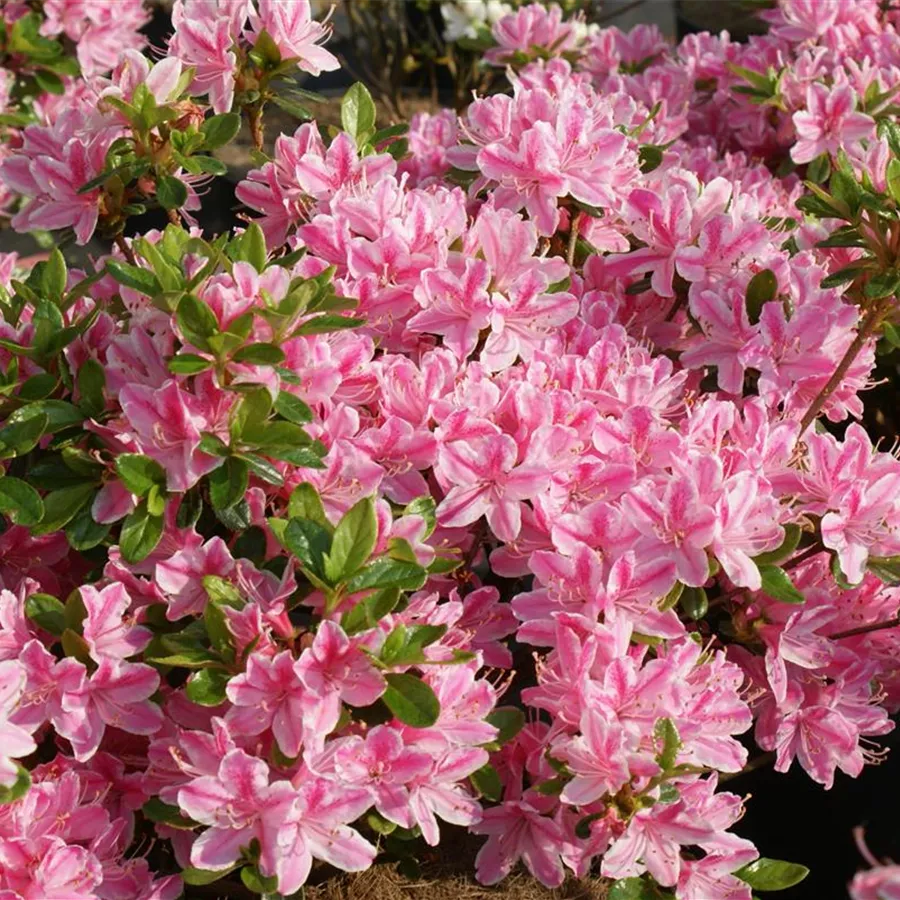 Rhododendron Obt Kermesina Rose II Japanische Azalee Kermesina Rose Rhododendron Obt Kermesina Rose II Japanische Azalee Kermesina Rose