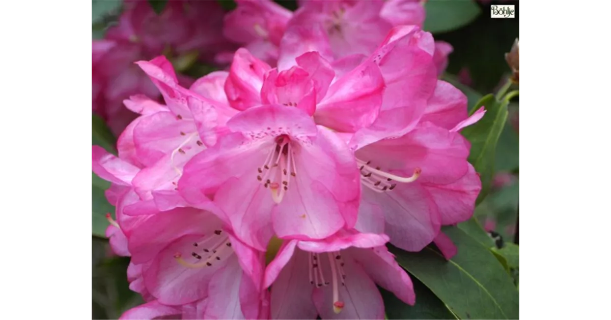 Rhododendron oreod.'Ronsdorf Frühblühende', Rhododendron oreod