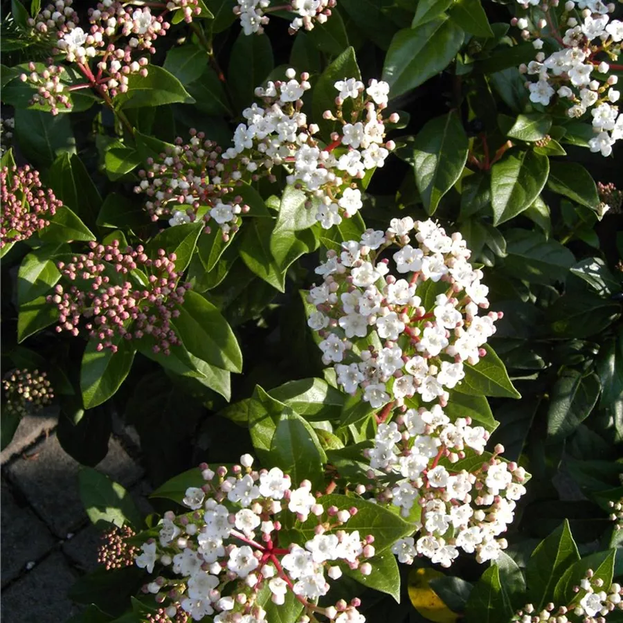 Viburnum tinus, LorbeerSchneeball Baumschule Böhlje