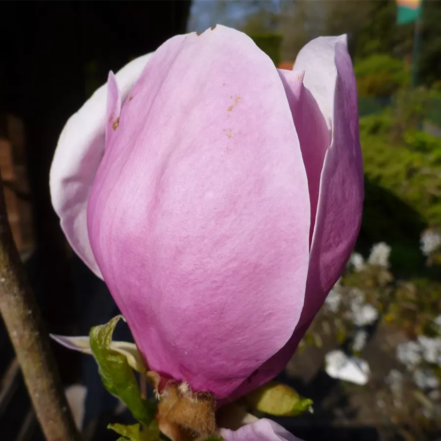 Tulpenmagnolie Lennei Heilpflanze Parfümpflanz Magnolia soulangeana Lennei 