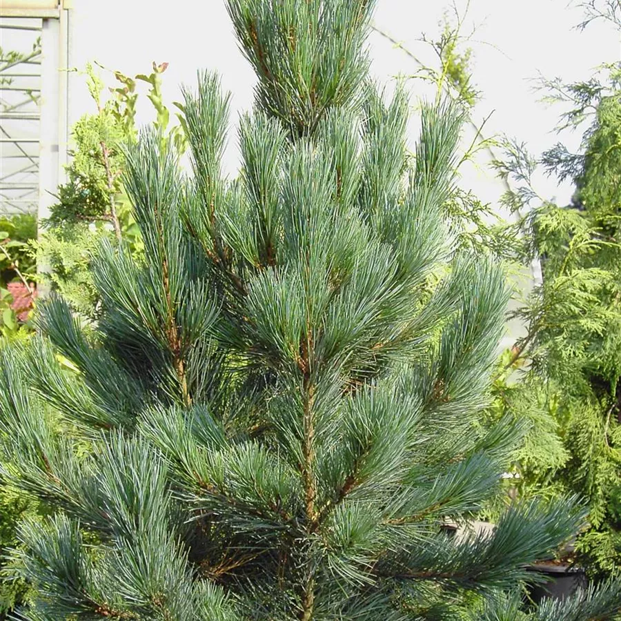 Pinus cembra 'Glauca', Blaue Zirbelkiefer - Baumschule Böhlje