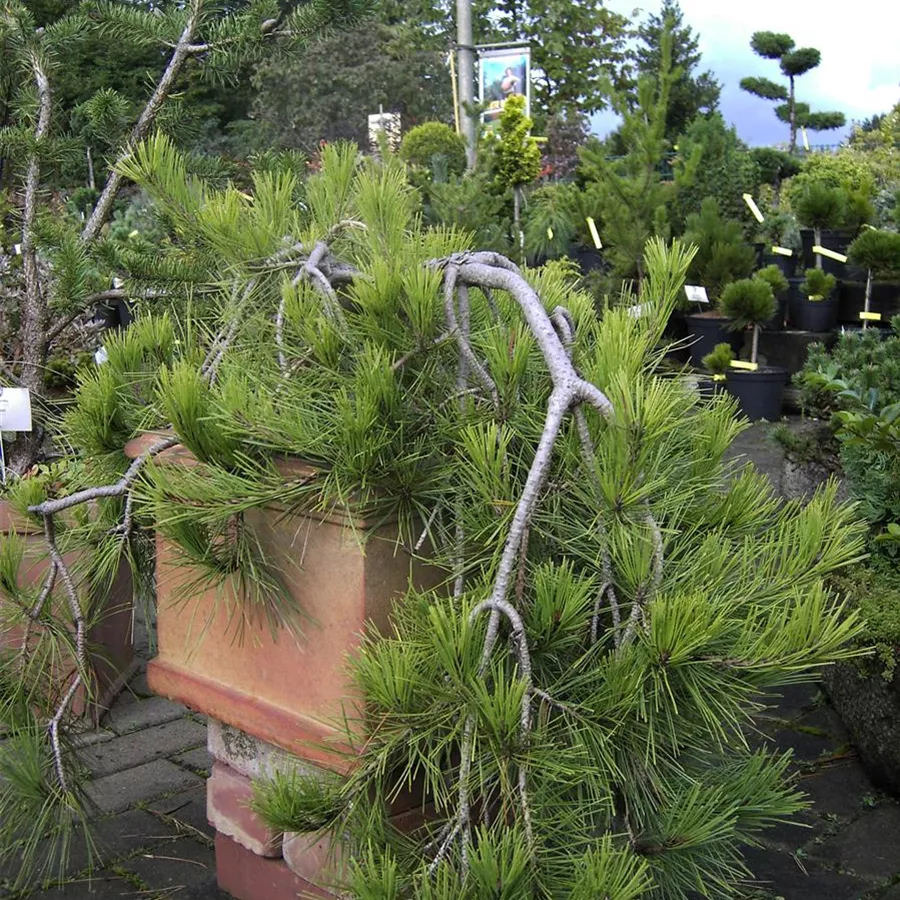Pinus densiflora 'Pendula', HängeStrauchkiefer Baumschule Böhlje