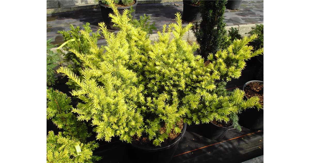 Taxus baccata 'Semperaurea', Goldene Straucheibe Baumschule Böhlje