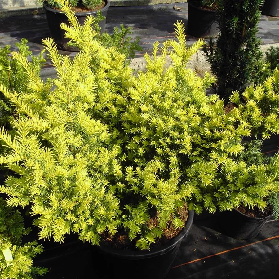 Taxus baccata 'Semperaurea', Goldene Straucheibe Baumschule Böhlje