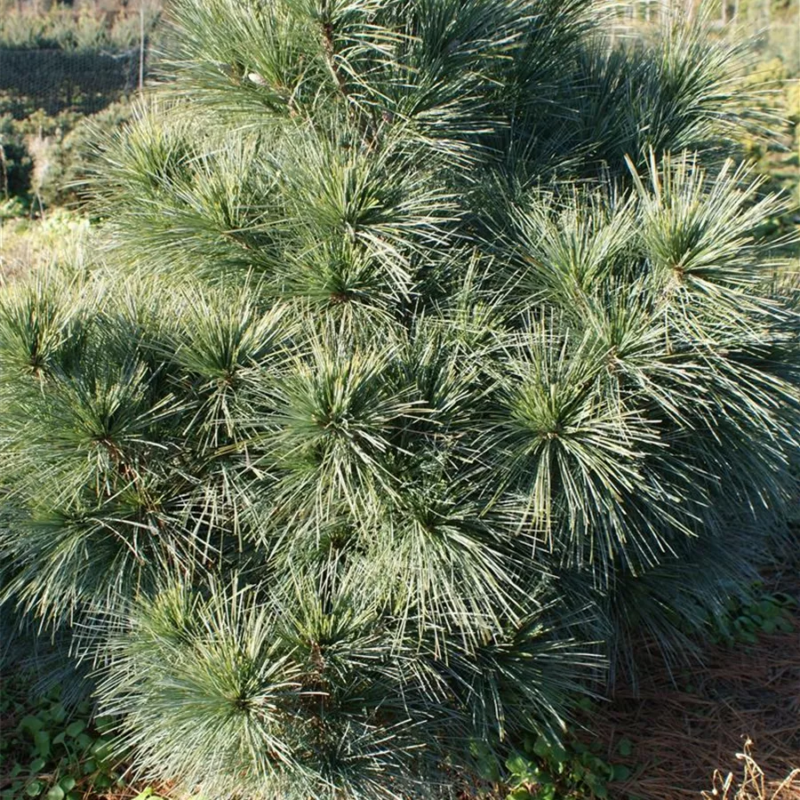 Pinus Pinus Pentaphylla Pine Five Needles 76 Cm