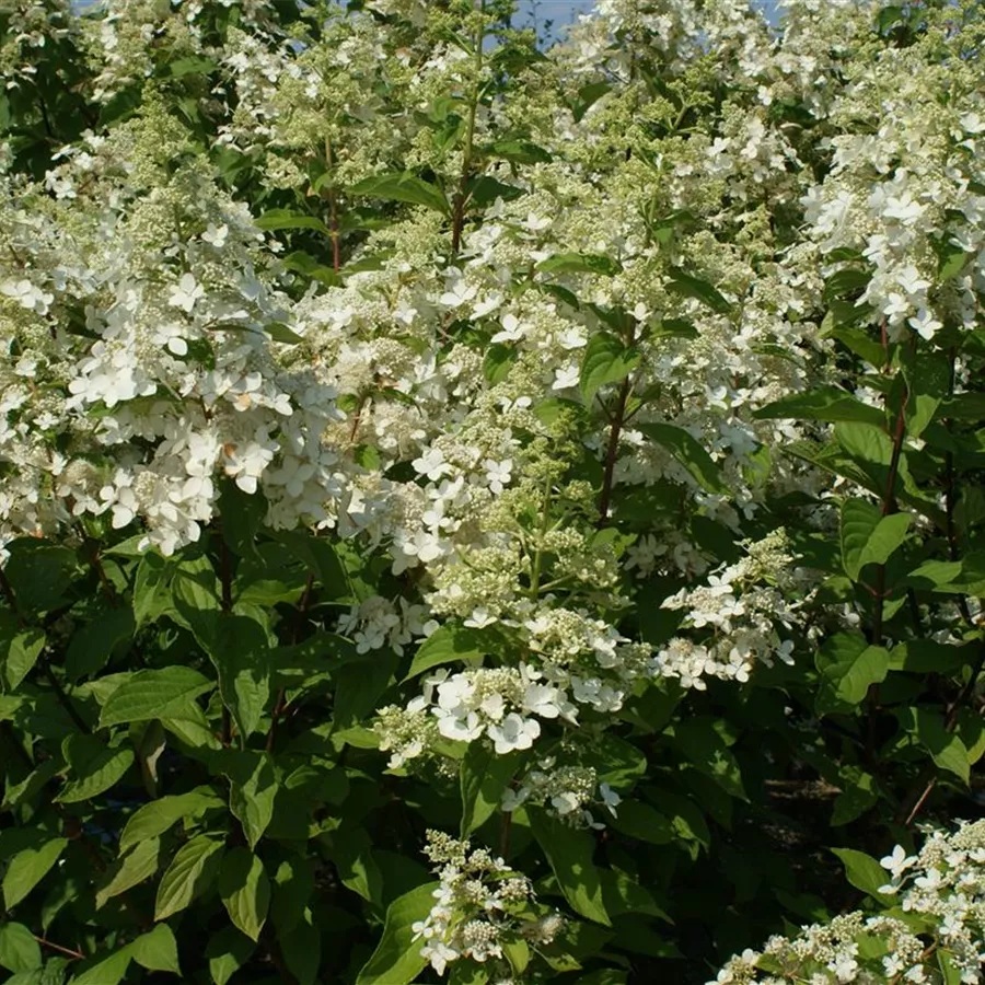Hydrangea paniculata 'Confetti', Rispenhortensie 'Confetti