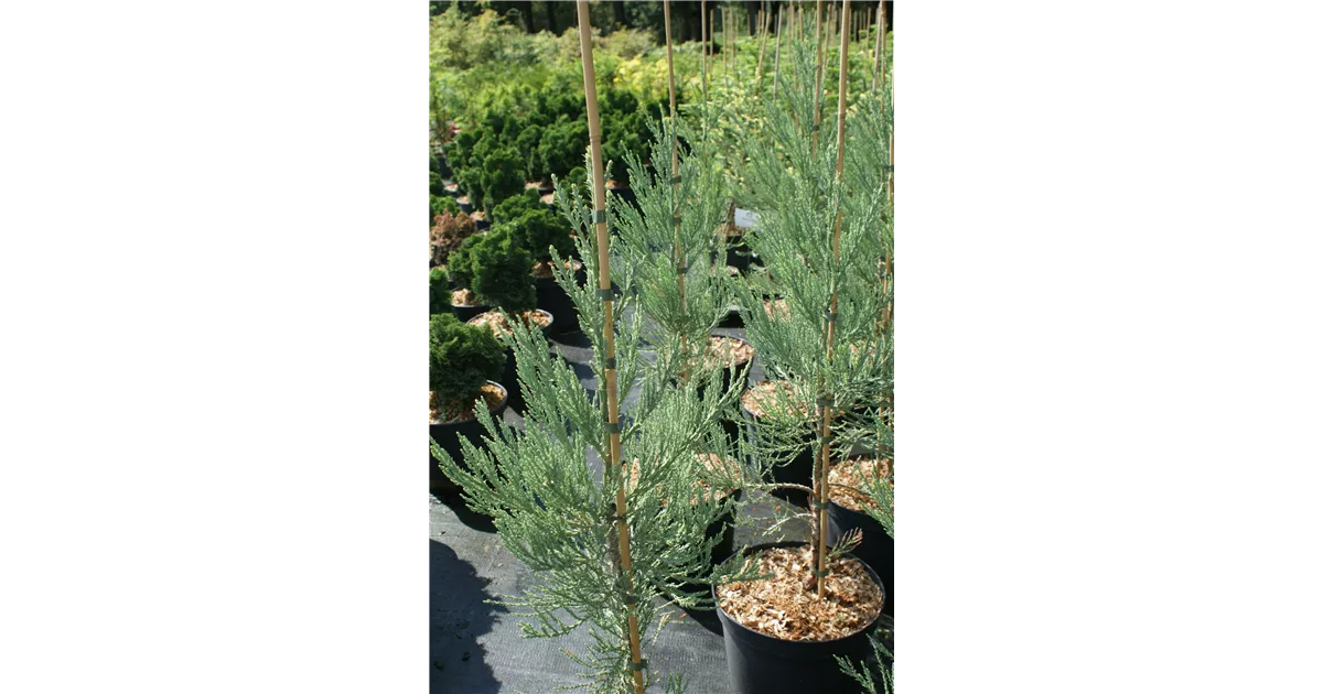 Sequoiadendron gigant. 'Hazel Smith', Mammutbaum 'Hazel Smith