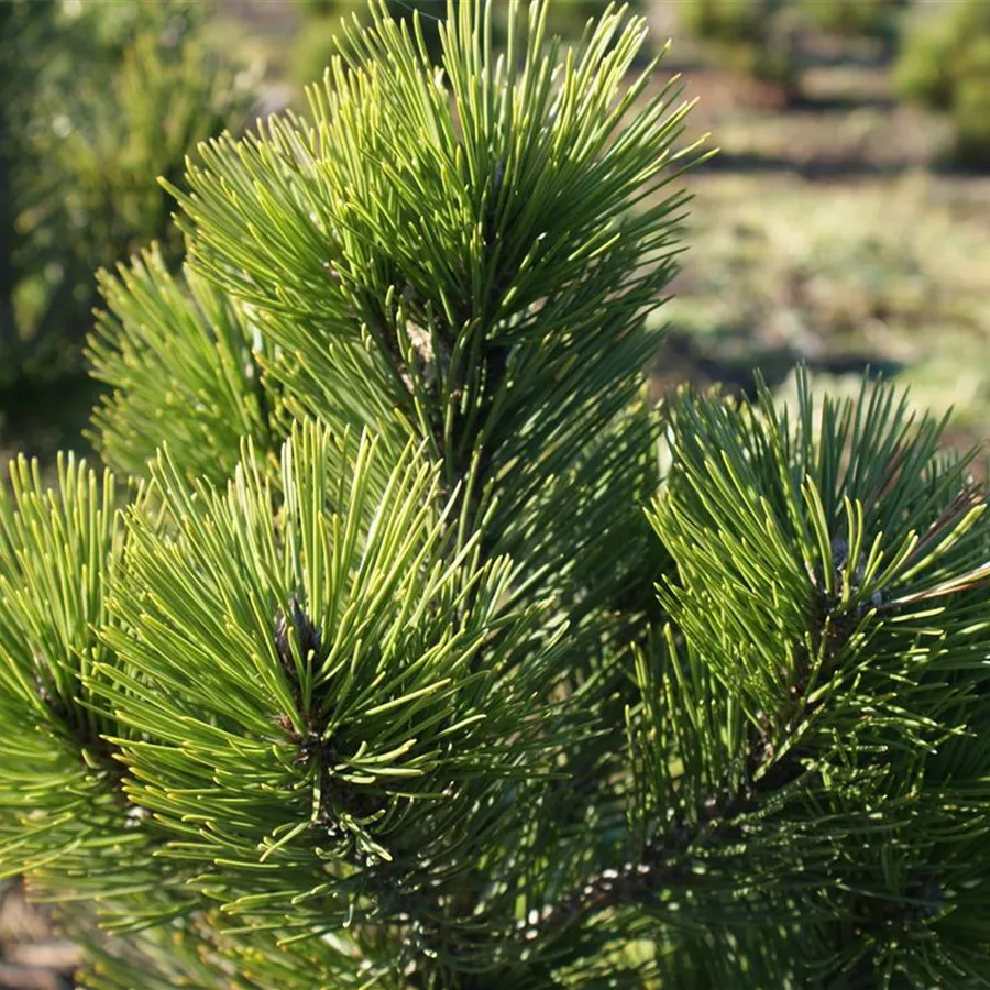 Pinus heldreichii 'Little Dracula', Bosnische Zwergkiefer Baumschule