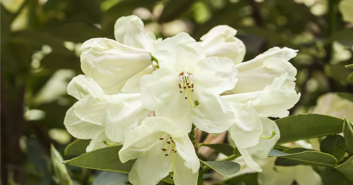 Rhododendron Hybr.'Graf Lennart' IV, RhododendronHybride 'Graf Lennart