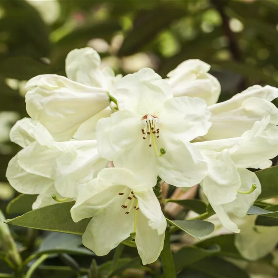 Rhododendron Hybr.'Graf Lennart' IV, RhododendronHybride 'Graf Lennart