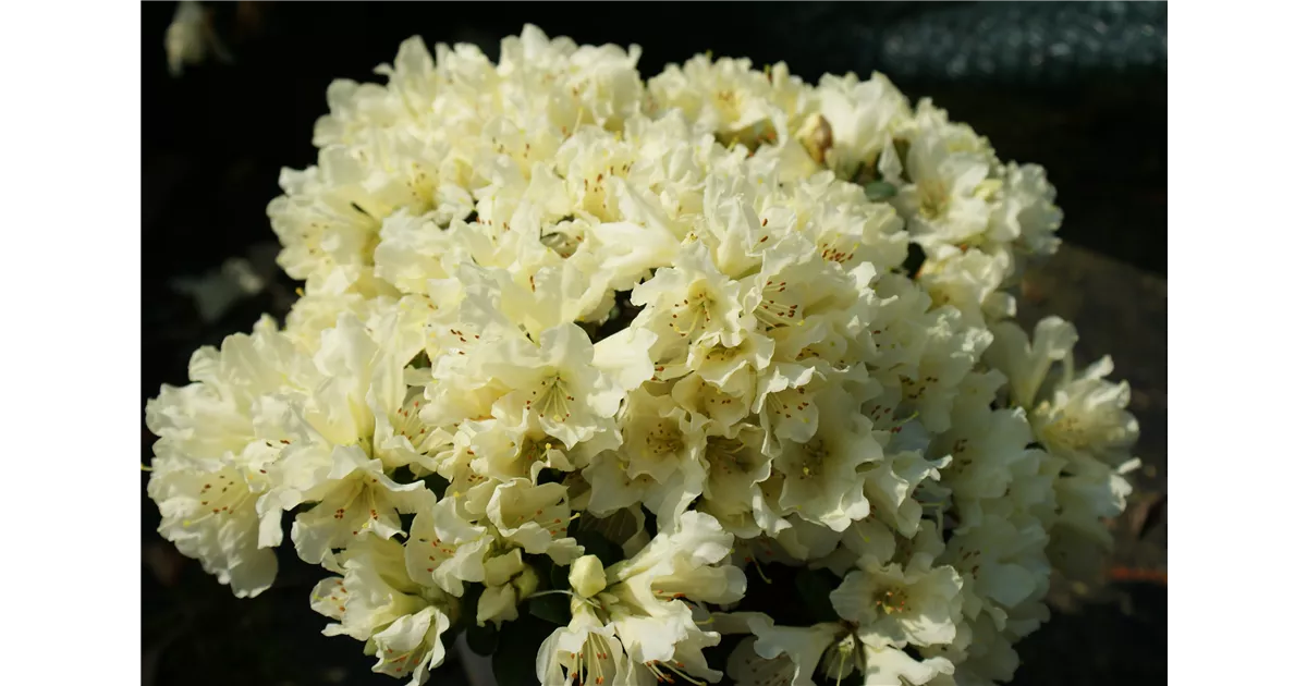 Rhododendron keiskei 'Patty Bee' - Baumschule Bhlje